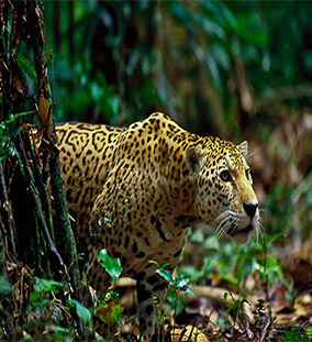 Jaguar TRIPEMA