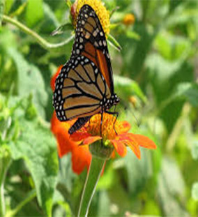 Mariposas TRIPEMA