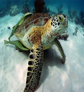Tortugas TRIPEMA